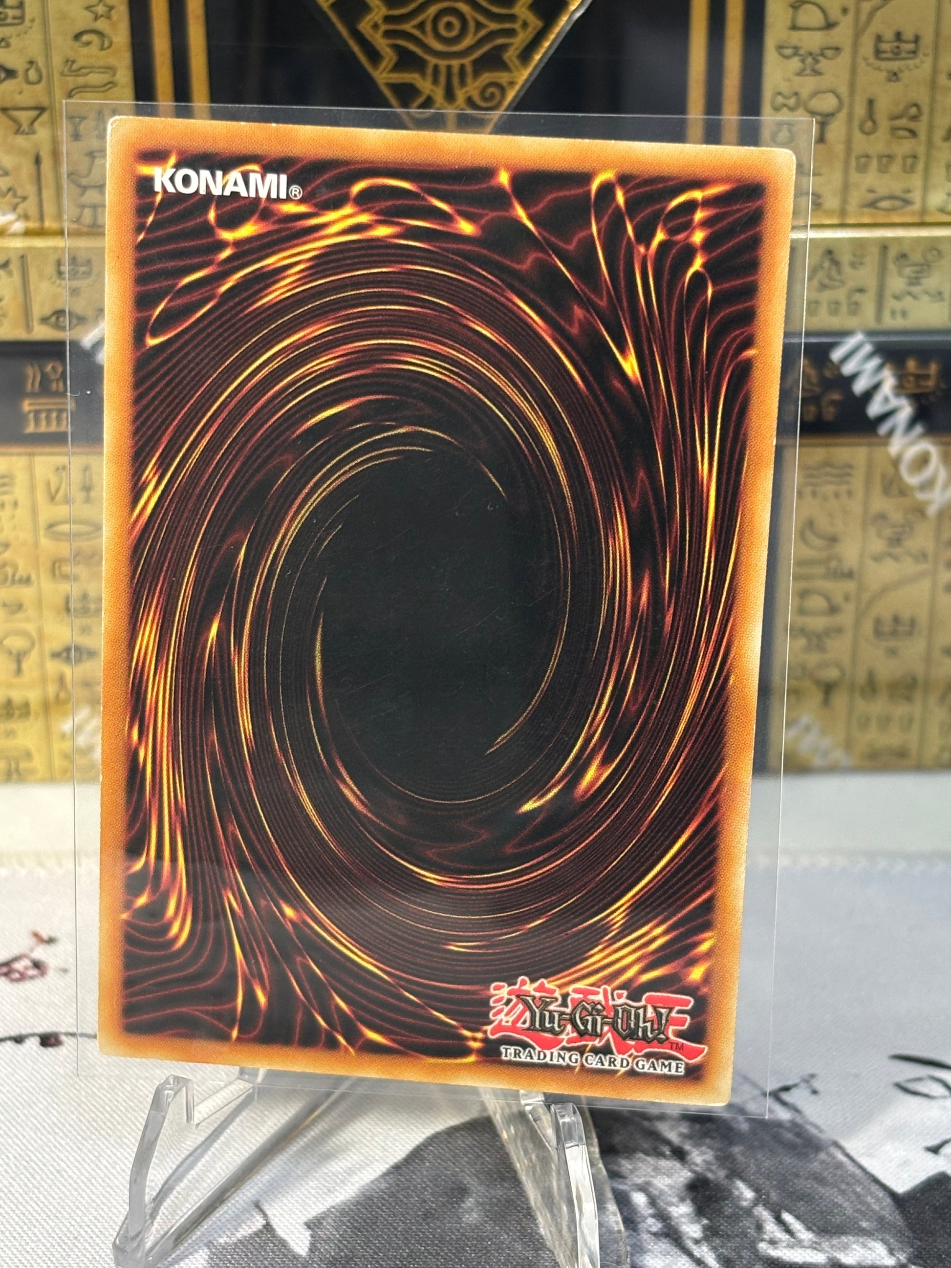 White Aura Dolphin back view