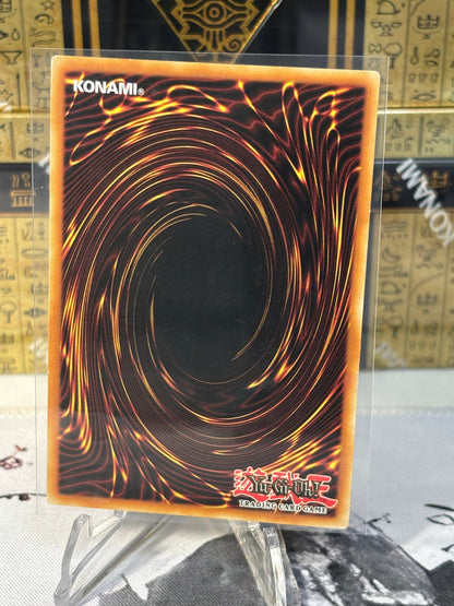 White Aura Dolphin back view