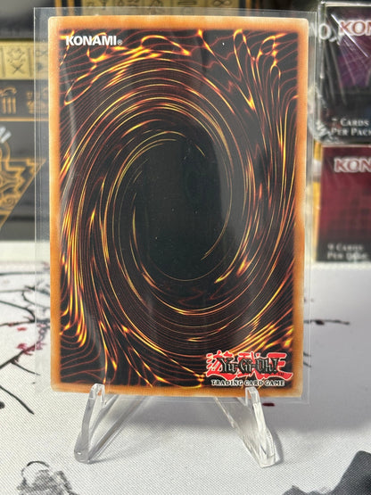 Dinomorphia Rexterm back view